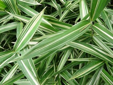 1 x Pleioblastus variegatus (Ziergras/ Gräser/ Stauden) Zwerg Bambus