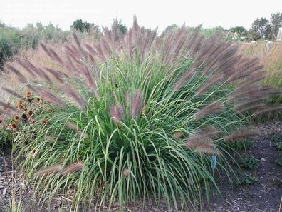 1 x Pennisetum alopecuroides ´Red Head´ (Ziergras / Gräser) Lampenputzergras