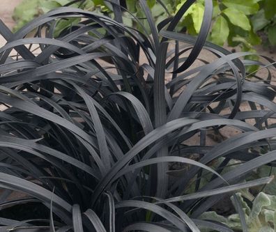 10 x Ophiopogon planiscapus ´Niger´ (Schwarzer Schlangenbart) Japangarten