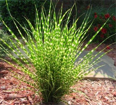 1 x Miscanthus sinensis ´Zebrinus´ 1 Liter (Ziergras/ Gräser) Chinaschilf