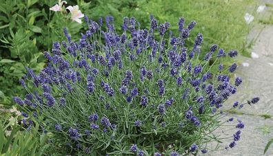 100 x Lavandula angustifolia ‚Draft Blue´ (Lavendel)
