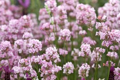 1 x Lavandula angustifolia ‚Rosea´ (Lavendel)