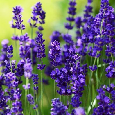 50 x Lavandula angustifolia ´Ellagance Purple´ (Lavendel)