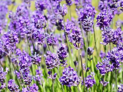 100 x Lavandula angustifolia ´Hidcote Blue´ (Lavendel)