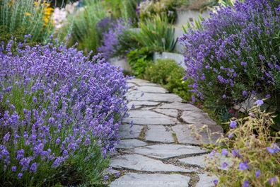 100 x Lavandula angustifolia ‚Munstead´ (Lavendel)