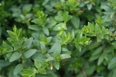 50 x Lonicera nitida ´Maigrün‘ (Heckenmyrthe) Buxus Ersatz Bodendecker 1,29 € pro St