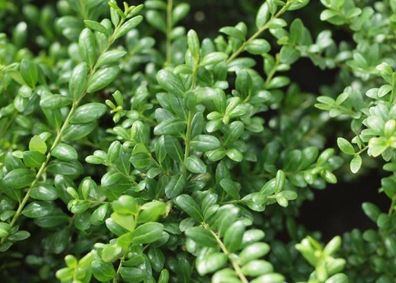 5 x Ilex crenata ´Convexa‘ (Löffel Ilex) Buchsbaum- Buxus Ersatz