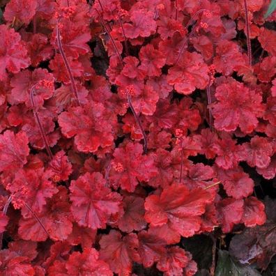 1 x Heuchera Hybride ‚Cherry Cola´ 1 Liter (Purpurglöckchen)