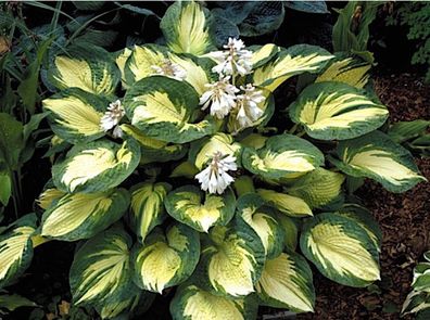 1 x Hosta sieboldiana ´Great Expectation´ 1 Liter (Funkie, Herzblatt-Lilie)Staude