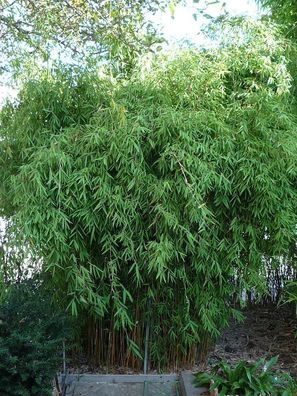 1 x Fargesia jiuzhaigou ‚Genf´ 60-80cm (Bambus) C2 TOP SORTE FÜR HECKE