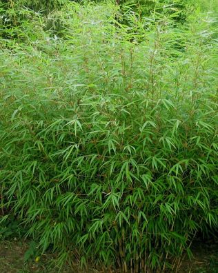10 x Fargesia Rufa 40-60cm (Bambus) C2 TOP SORTE FÜR HECKE