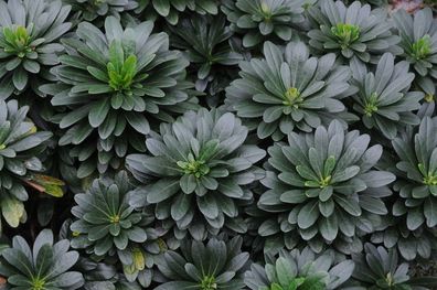 10 x Euphorbia amygdaloides ‚Robbiae´ (Mandelblättrige Wolfsmilch)