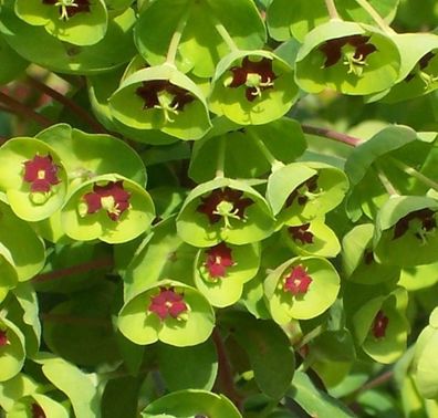 1 x Euphorbia martinii (Wolfsmilch) Staude