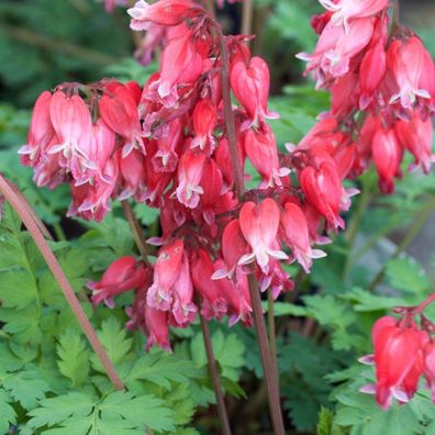 1 x Dicentra formosa ´Luxuriant‘ (Zwergige Herzblume) Seltenheit Rarität