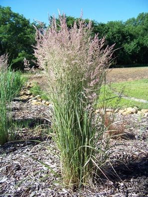 5 x Calamagrostis acutiflora ´Overdam´ 1 Liter (Ziergras/ Gräser/ Stauden)