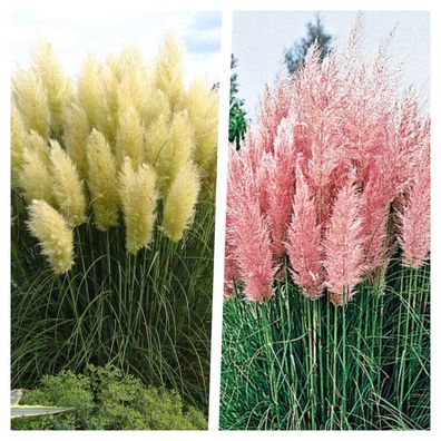 2 x Cortaderia selloana 1 Liter(Ziergras/ Gräser/ Stauden) Pampasgras