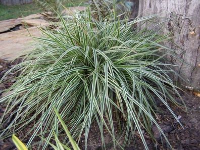 5 x Carex oshimensis ´Everest´ 1 Liter(Ziergras/ Gräser/ Stauden)Japan Segge