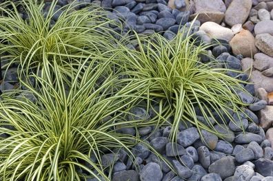 1 x Carex oshimensis ´Evergold´ 1 Liter(Ziergras/ Gräser/ Stauden) JapanGoldSegge