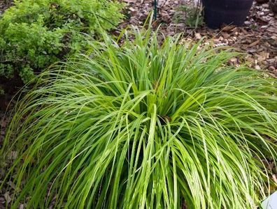 3 x Carex oshimensis ‚JS Greenwell´ 1 Liter(Ziergras/ Gräser/ Stauden) Japan Segge