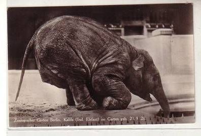 52470 Ak Berlin zoologischer Berlin Kalifa indischer Elefant 1928