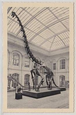 08619 Ak Berlin geologisch Paläontologisches Museum 1938