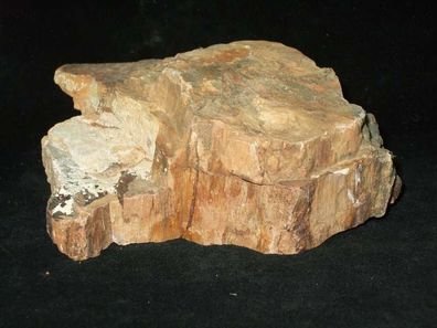 versteinertes Holz (Mexiko) Rohstein -Fossilien-Heilsteine-Rohsteine-Verkieselungen-