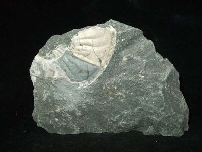 Ammonit Versteinerung (Unterstürmig) -Fossilien-Versteinerungen-Heilsteine-Rohsteine