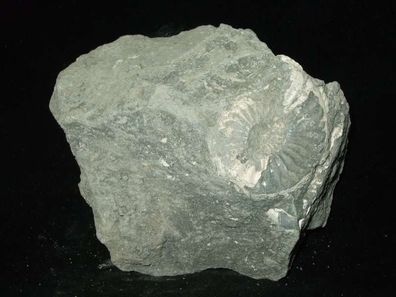 Ammonit Versteinerung (Unterstürmig) -Fossilien-Versteinerungen-Heilsteine-Rohsteine