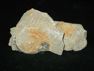Ammonit Versteinerung (Drugendorf) -Fossilien-Versteinerungen-Heilsteine-Rohsteine-