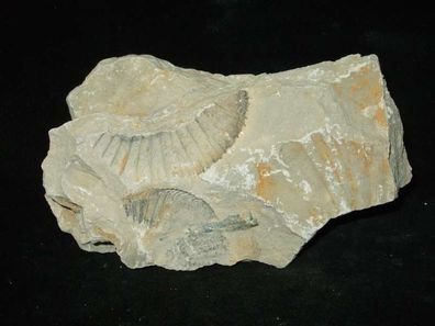 Ammonit Versteinerung (Drugendorf) -Fossilien-Versteinerungen-Heilsteine-Rohsteine-