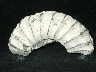 Ammonit Versteinerung teilweise mit Pyrit ( Unterstürmig ) -Fossilien-Versteinerungen