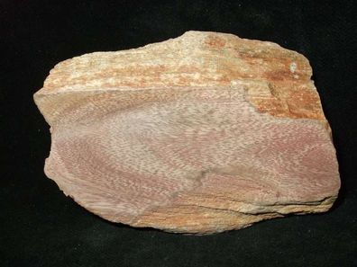 Knochen Dinosaurier Versteinerung Anschliff USA -Fossilien Heilsteine-Anschliffe-