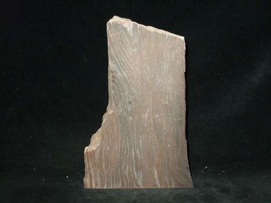 versteinertes Holz Anschliff Bitterfeld Deutschland -Fossilien Versteinerungen-