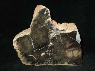 versteinertes Holz Anschliff Mexiko -Fossilien Heilsteine Anschliffe Verkieselungen-