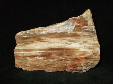 Versteinertes Holz-verkieseltes Holz Anschliff USA -Fossilien-Mineralien-Heilsteine-
