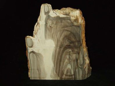 Versteinertes Holz-verkieseltes Holz Anschliff Madagaskar Fossilien-Mineralien-