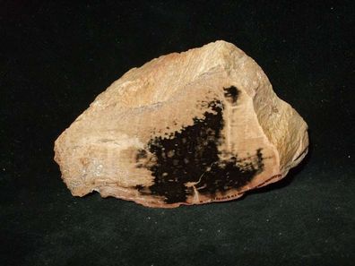 Versteinertes Holz-verkieseltes Holz Anschliff Texas/ USA Fossilien-Mineralien-