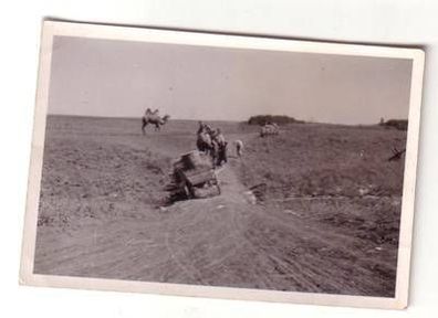 55182 Original Foto Kamele in der Steppe von Russland 2. Weltkrieg um 1942