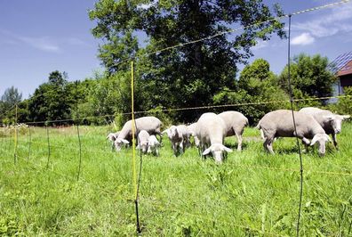 EasyNet Schafnetz mit Bodenabstand Schafzucht Haltung Großraumhütten Schafnetze