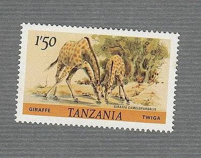 Giraffe (Giraffa camelopardalis) - Tanzania xx