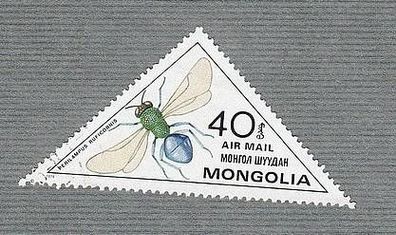 Käfer - Mongolai Insekten - (Perilampus Ruficornis) - o