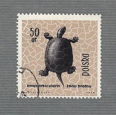 Schildkröte - Europäische Sumpfschildkröte (Emysorbicularis ) -o