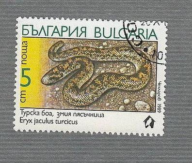 Bulgarien-Schlangen -Westliche Sandboa - (Eryx jaculus turcicus) -o