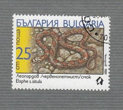 Bulgarien-Schlangen - Kletternatter - (Elaphe s. situla) - -o