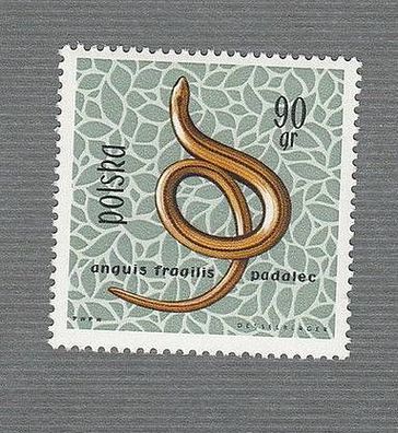 Polen - Schlangen - Blindschleiche (Anguis fragilis) - xx