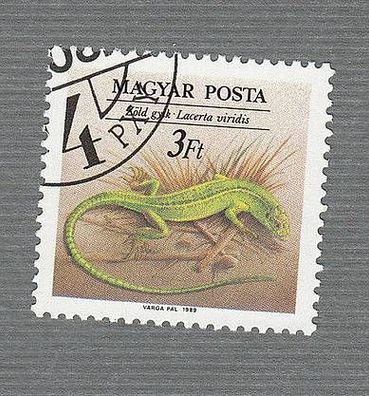Ungarn -Reptilien - Smaragdeidechse Lacerta viridis (Lacerta viridis ) - o