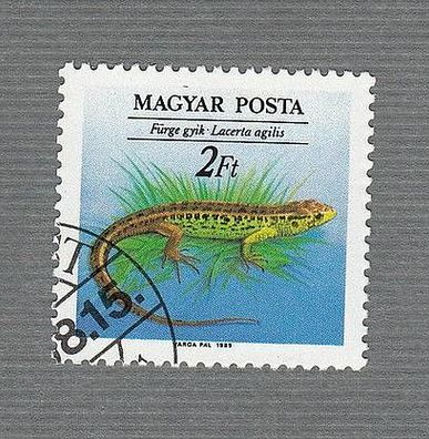 Ungarn - Reptilien - Zauneidechse (Lacerta agilis ) -o