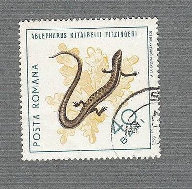 Reptilien - Johannisechse (Ablepharus kitaibelii fitzingeri ) - o