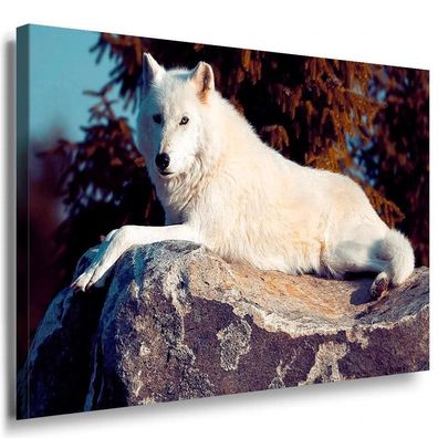 Weißer Wolf Wald Leinwandbild / AK Art Bilder / Mehrfarbig + Kunstdruck Wand...