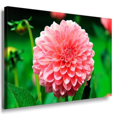 Rosa Blume Leinwandbild / AK Art Bilder / SchwarzWeiß + Kunstdruck XXL Wandbild